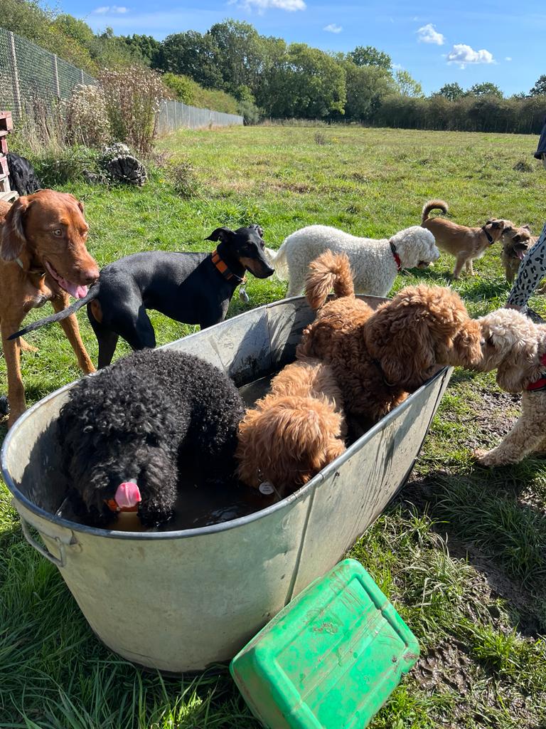 Wandsworth Woofers - Premier Dog Walking Service 