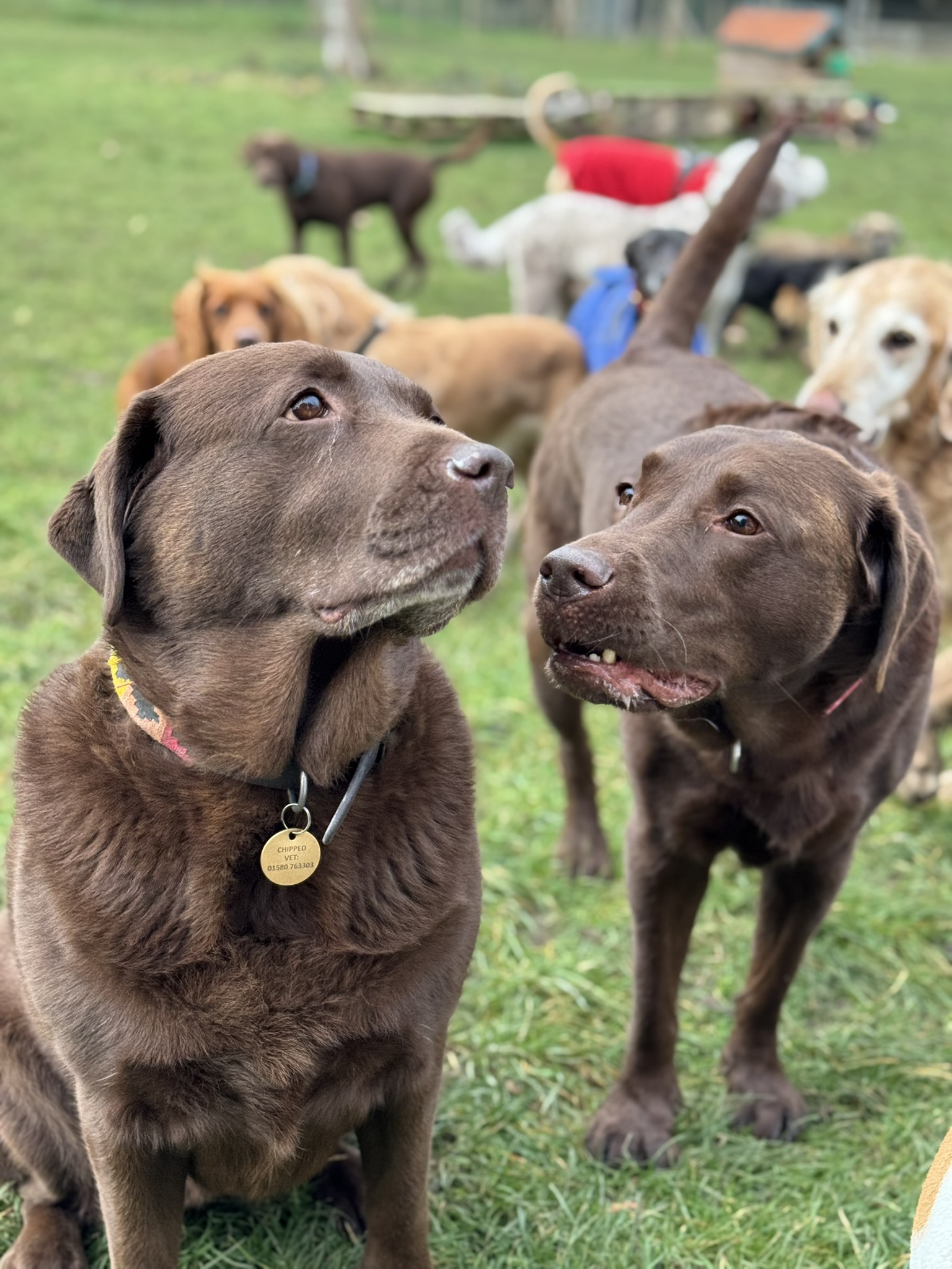 Wandsworth Woofers - Premier Dog Walking Service 