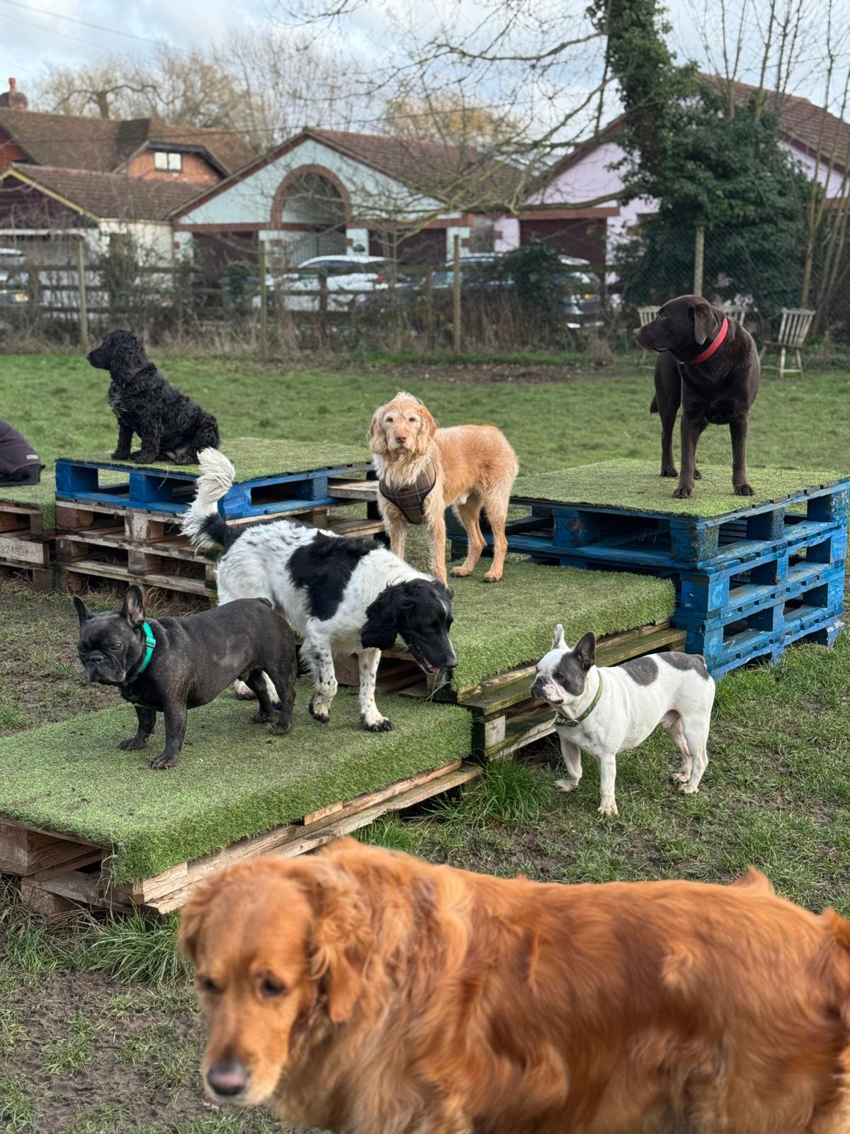 Wandsworth Woofers - Premier Dog Walking Service - walks