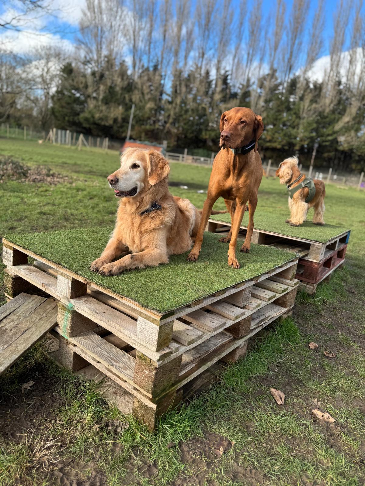 Wandsworth Woofers - Premier Dog Walking Service - dogs in park