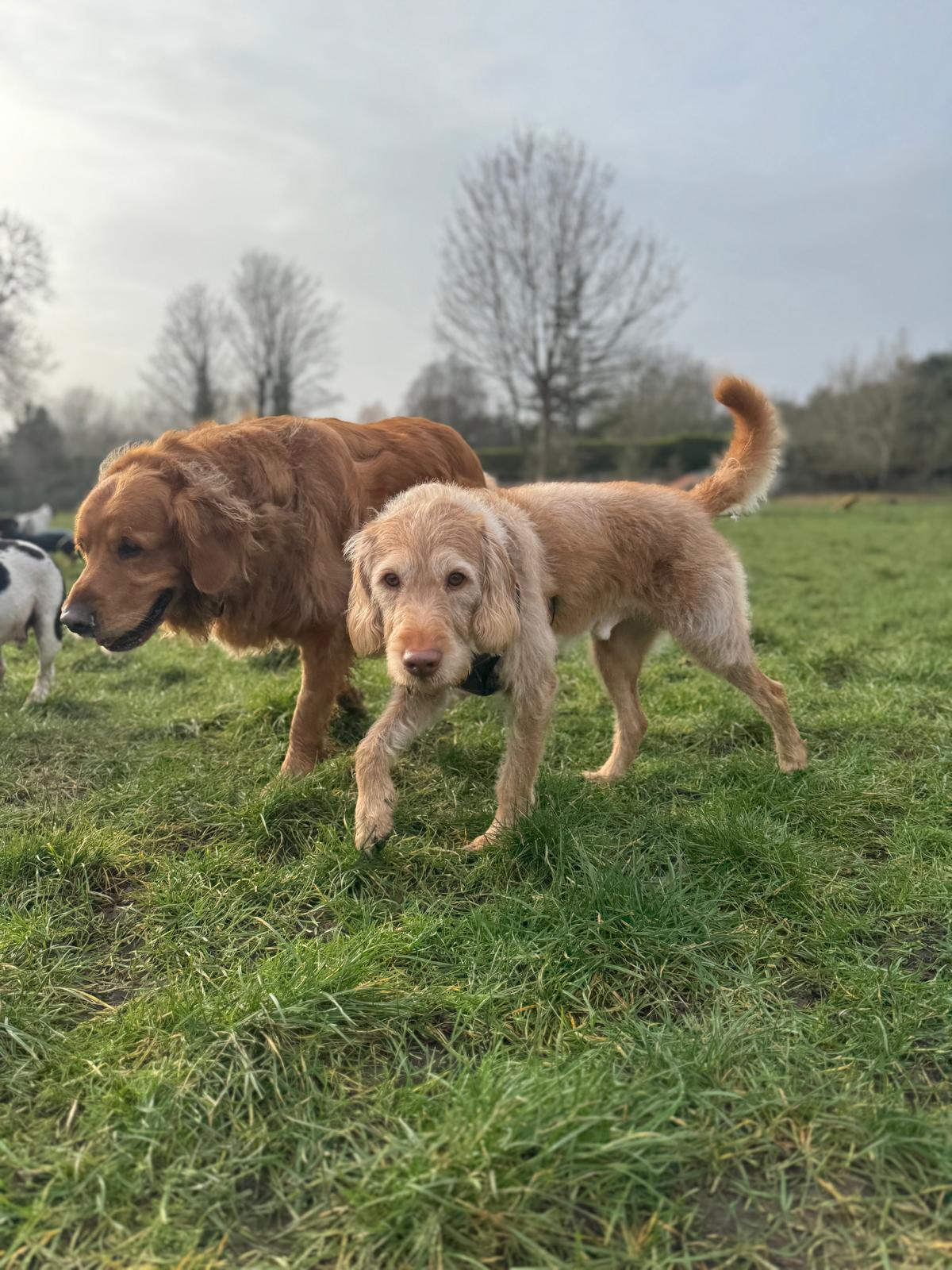 Wandsworth Woofers - Premier Dog Walking Service