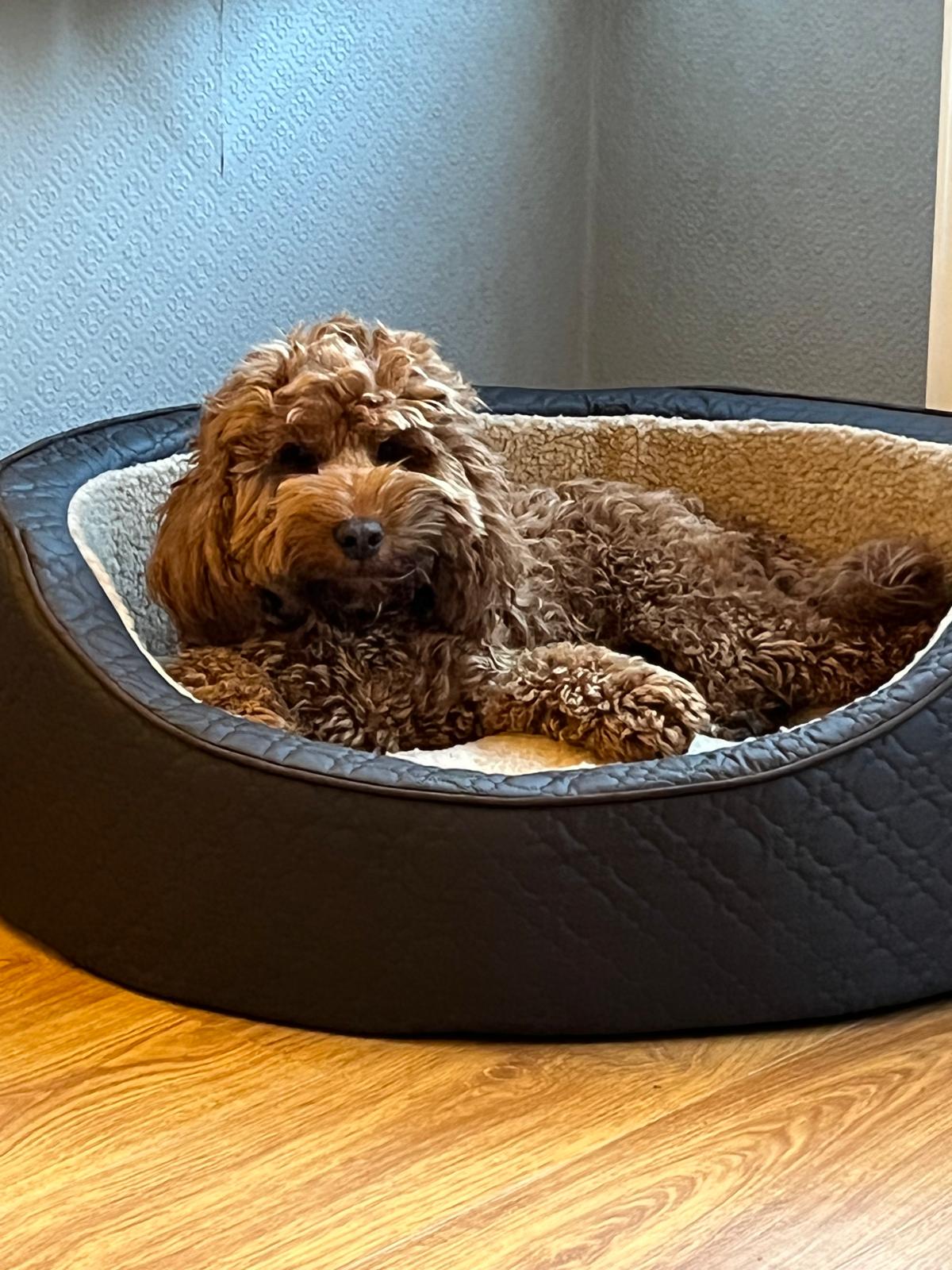 Wandsworth Woofers - Premier Dog Walking Service 12